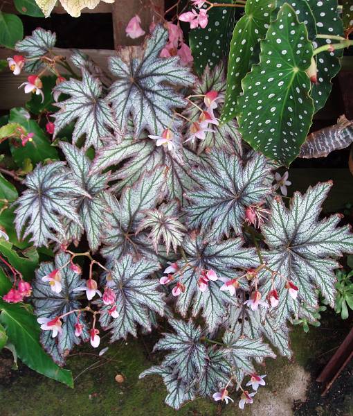 B. ‘Connee Boswell’
